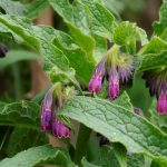 comfrey blooms