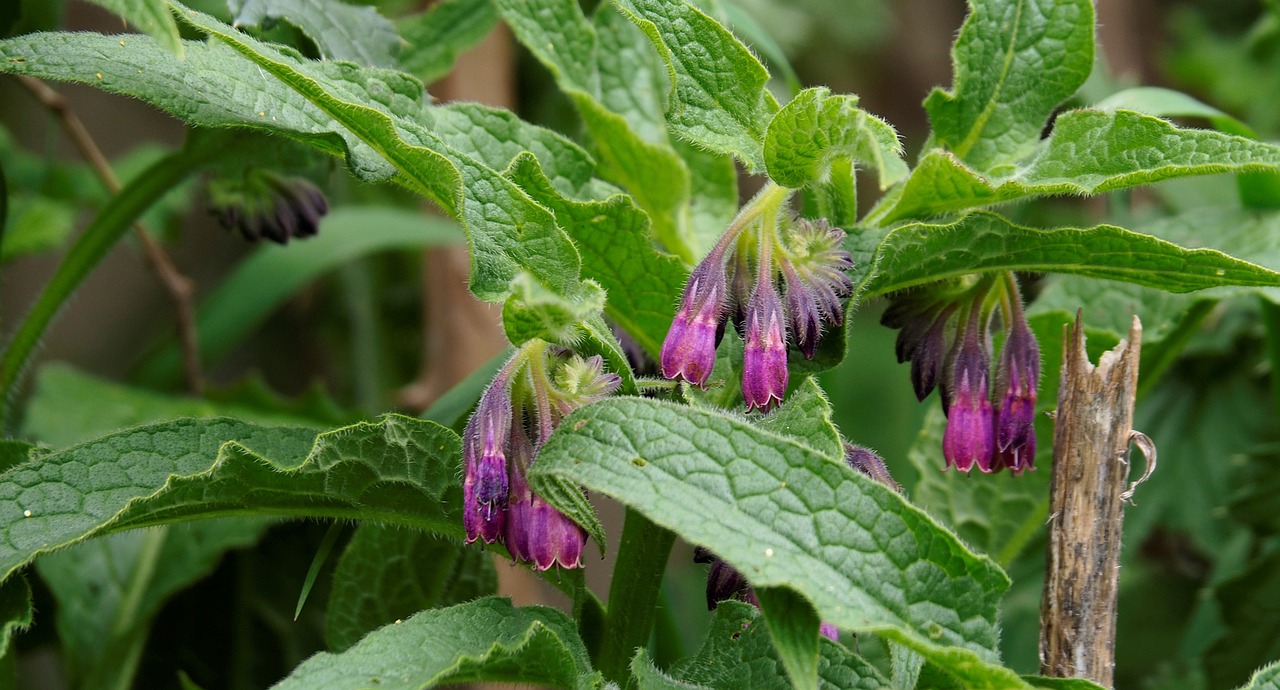 comfrey blooms