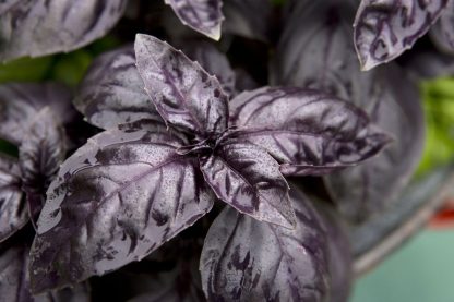 Dark Opal Basil