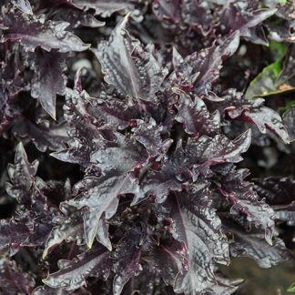 Purple Ruffles Basil