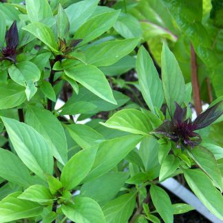 Thai Basil