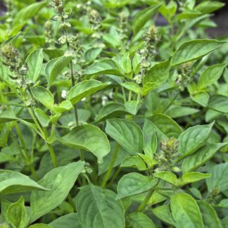 Lemon Basil