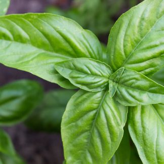 Genovese Basil