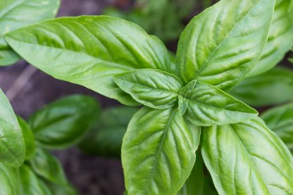 Genovese Basil